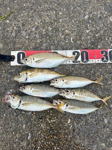 アジの釣果
