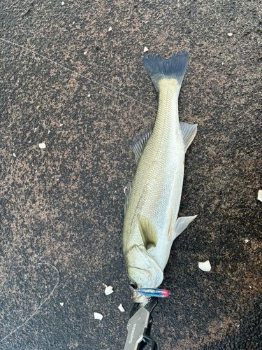 スズキの釣果