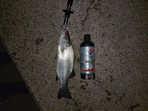 イナダの釣果