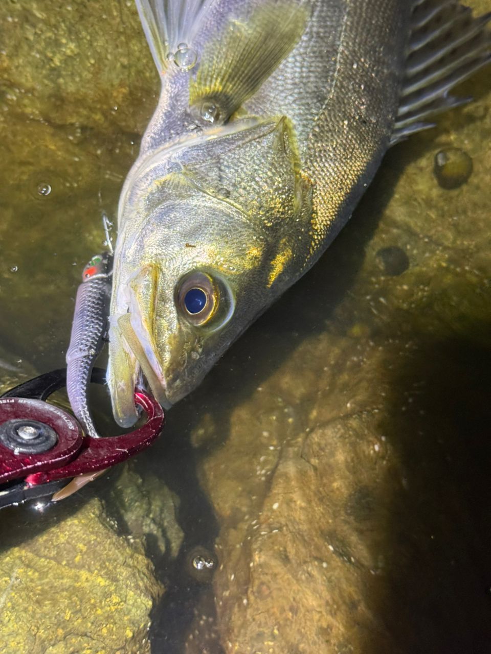 SHIMANO 23ディアルーナ S96Mの最安値・インプレ・釣果 | 本音の口コミ