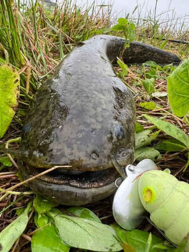 ナマズの釣果