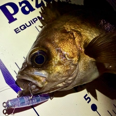 メバルの釣果