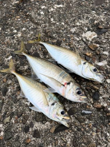 アジの釣果