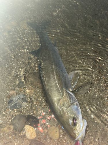 フッコ（ヒラスズキ）の釣果
