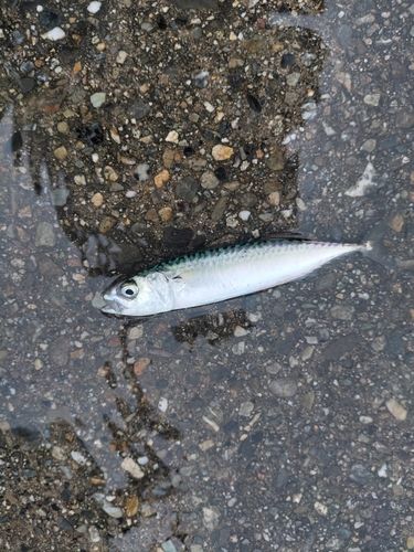 サバの釣果