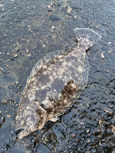 ソゲの釣果