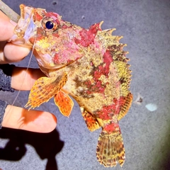 ヨロイメバルの釣果