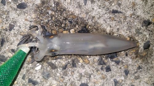 ベイカの釣果