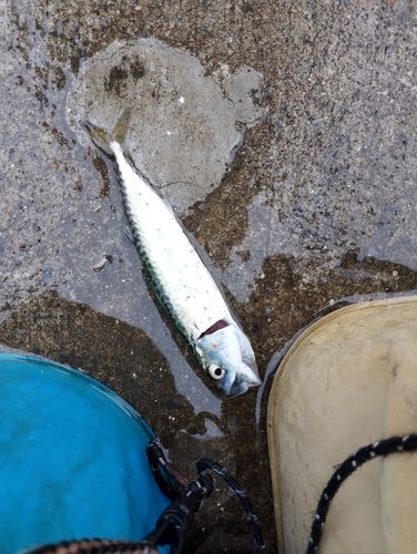 サバの釣果