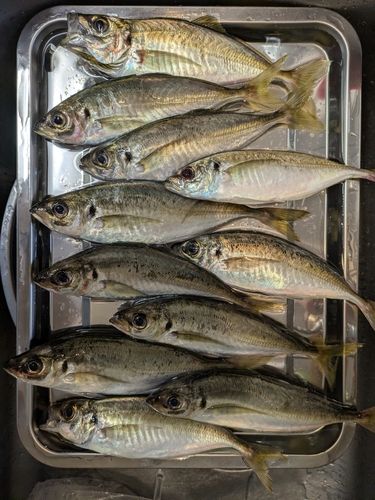 アジの釣果