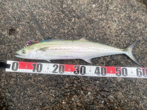 サゴシの釣果
