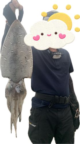 コウイカの釣果