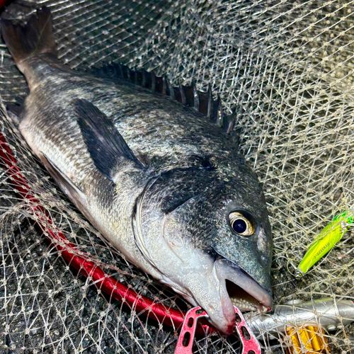 チヌの釣果