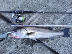シーバスの釣果