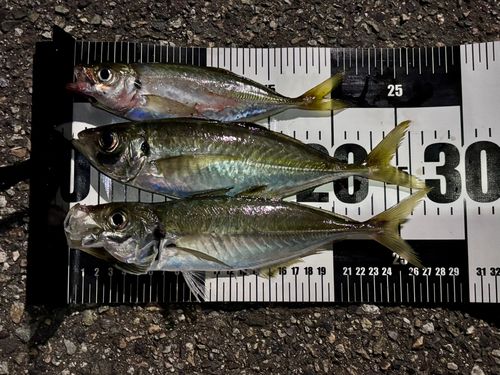 アジの釣果