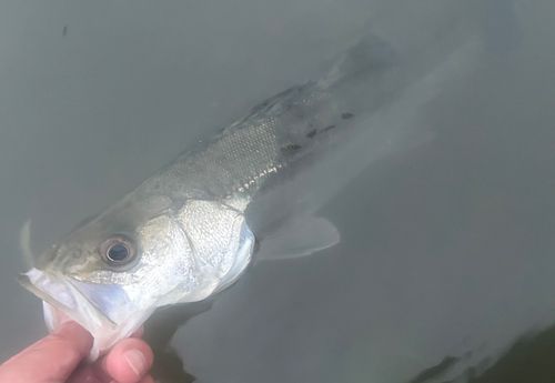 セイゴ（マルスズキ）の釣果