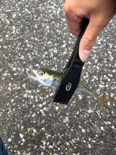 マサバの釣果