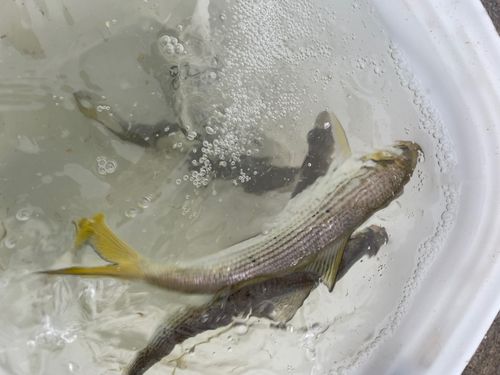 コノシロの釣果