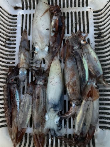 スルメイカの釣果