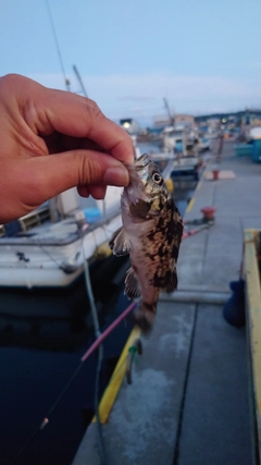 ソイの釣果