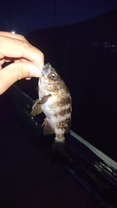 メバルの釣果