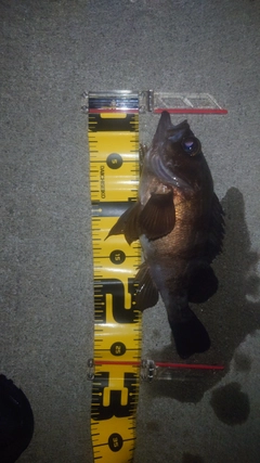メバルの釣果