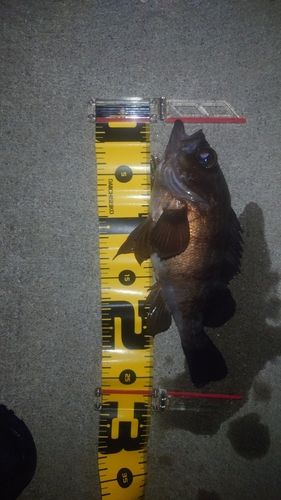 メバルの釣果