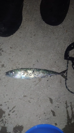 サバの釣果