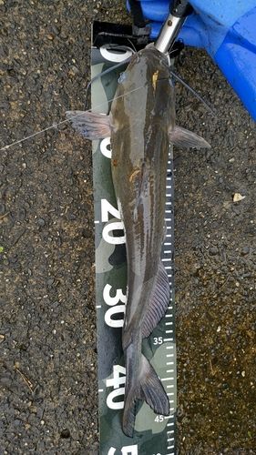 アメリカナマズの釣果