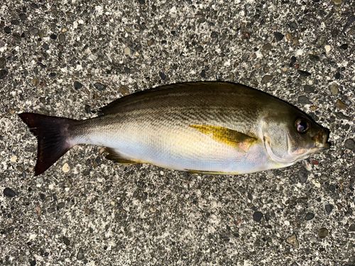 イサキの釣果