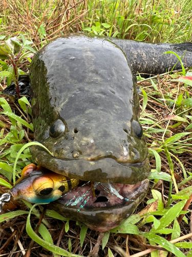 ライギョの釣果