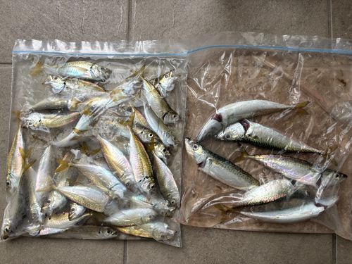 アジの釣果