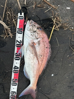 メッキの釣果
