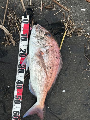 メッキの釣果