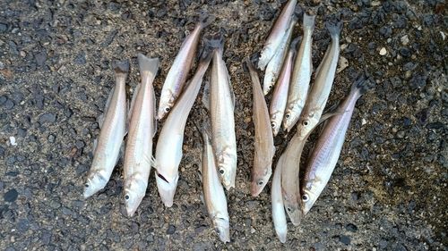 シロギスの釣果