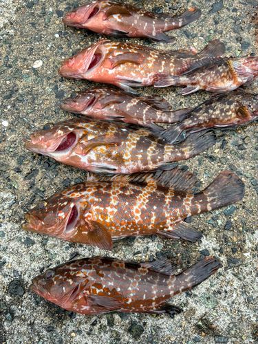 アコウの釣果