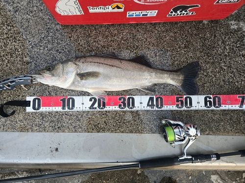 フッコ（マルスズキ）の釣果