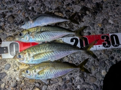 アジの釣果
