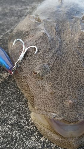 マゴチの釣果