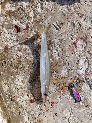 サバの釣果