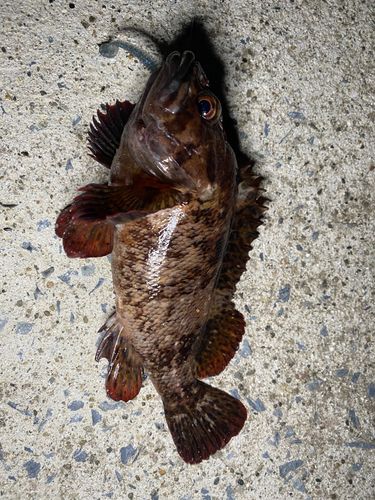 ムラソイの釣果