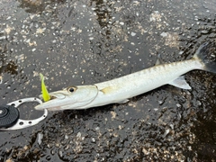 オニカマスの釣果