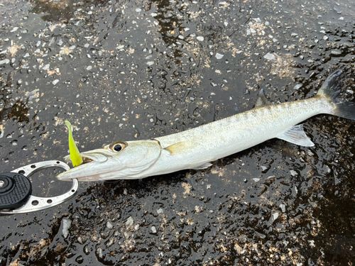 オニカマスの釣果