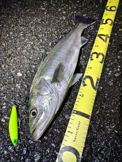 シーバスの釣果
