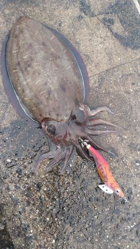 モンゴウイカの釣果