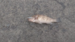 オオモンハタの釣果