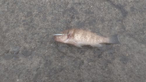オオモンハタの釣果