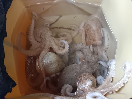 マダコの釣果