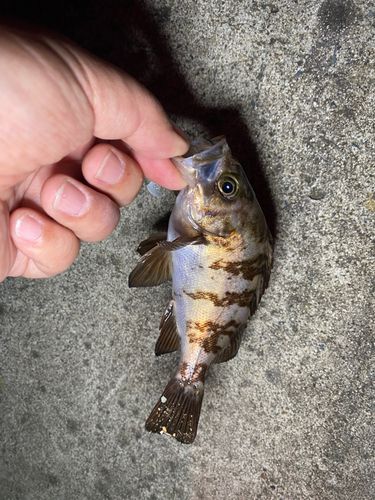 メバルの釣果