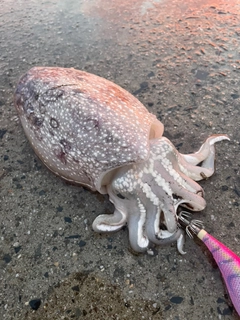 シリヤケイカの釣果